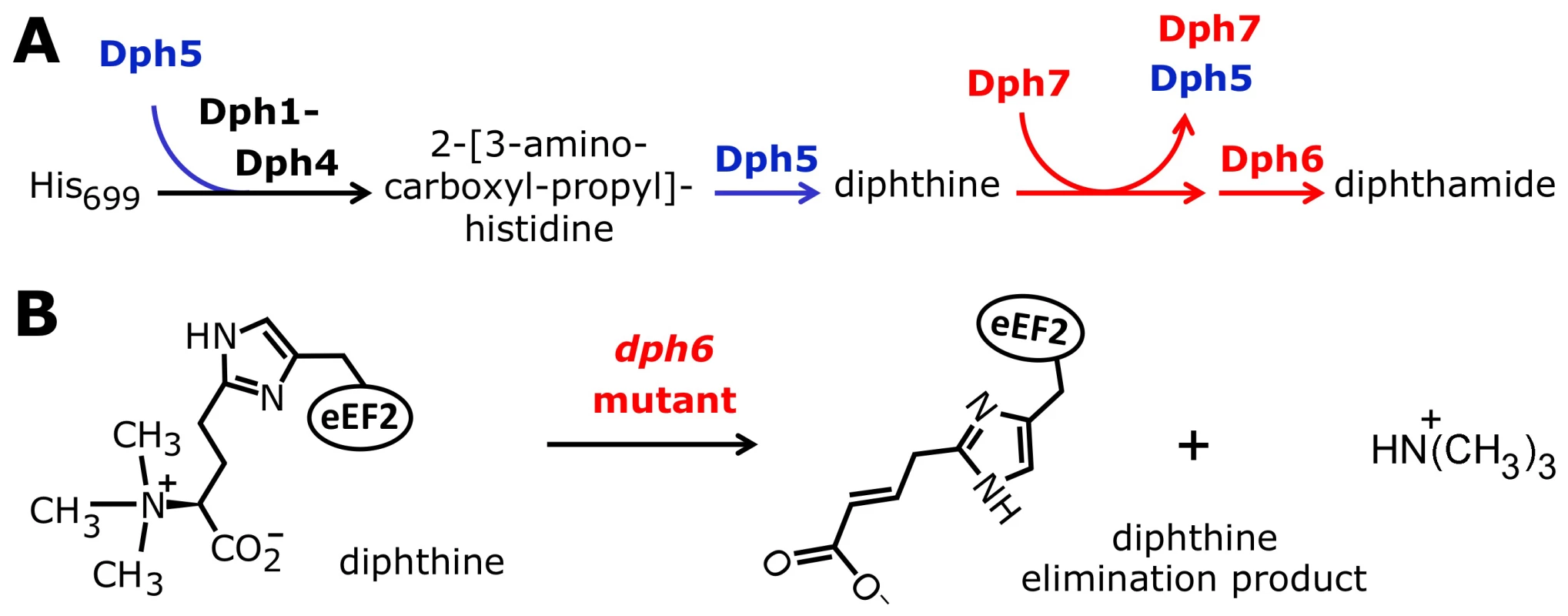 Model for the diphthamide pathway incorporating the proposed novel roles of Dph5, Dph6, and Dph7.