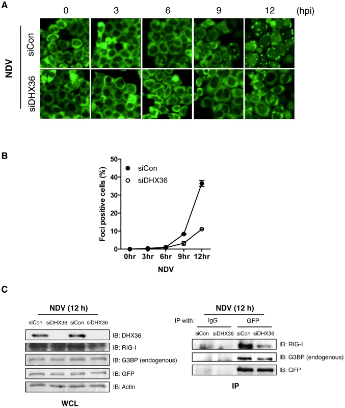 DHX36 is critical for virus-induced avSG formation.