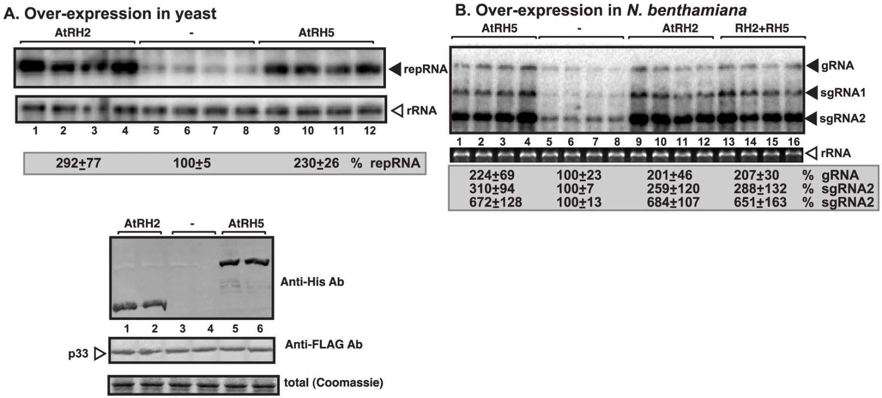 Stimulation of tombusvirus RNA accumulation by over-expression of the eIF4IIIA-like AtRH2 and the DDX5-like AtRH5 DEAD-box helicases in yeast and <i>N. benthamiana</i>.
