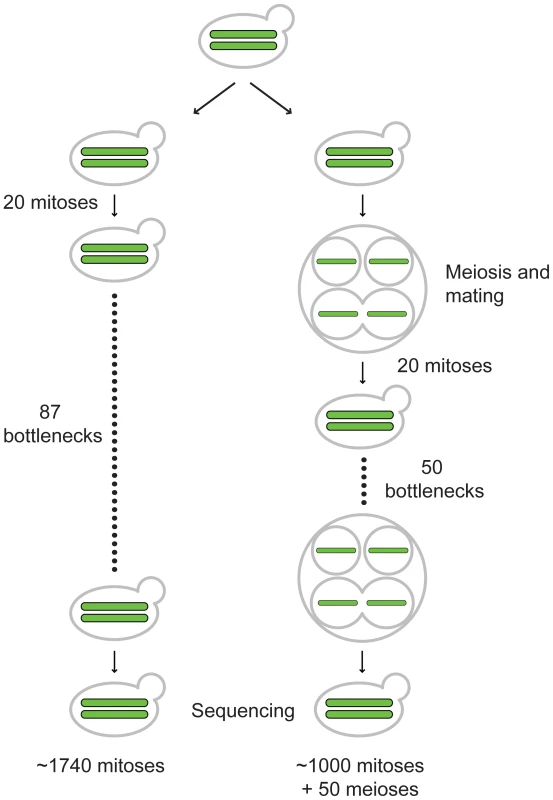 Outline of vegetative and meiotic bottlenecks.