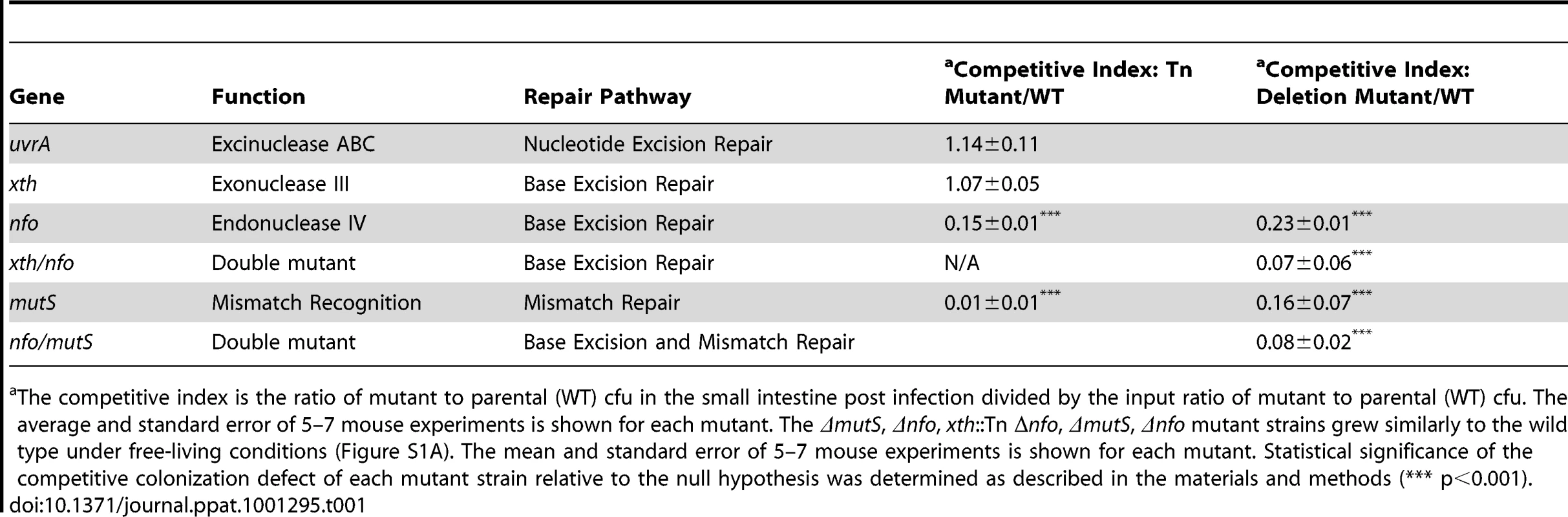 Ability of <i>V. cholerae</i> mutants defective in DNA repair pathways to colonize the infant mouse intestine in competition with the parental strain (WT).