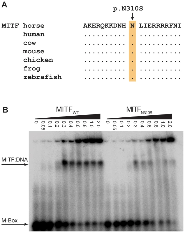 Functional validation of the MITF:p.N310S mutation.