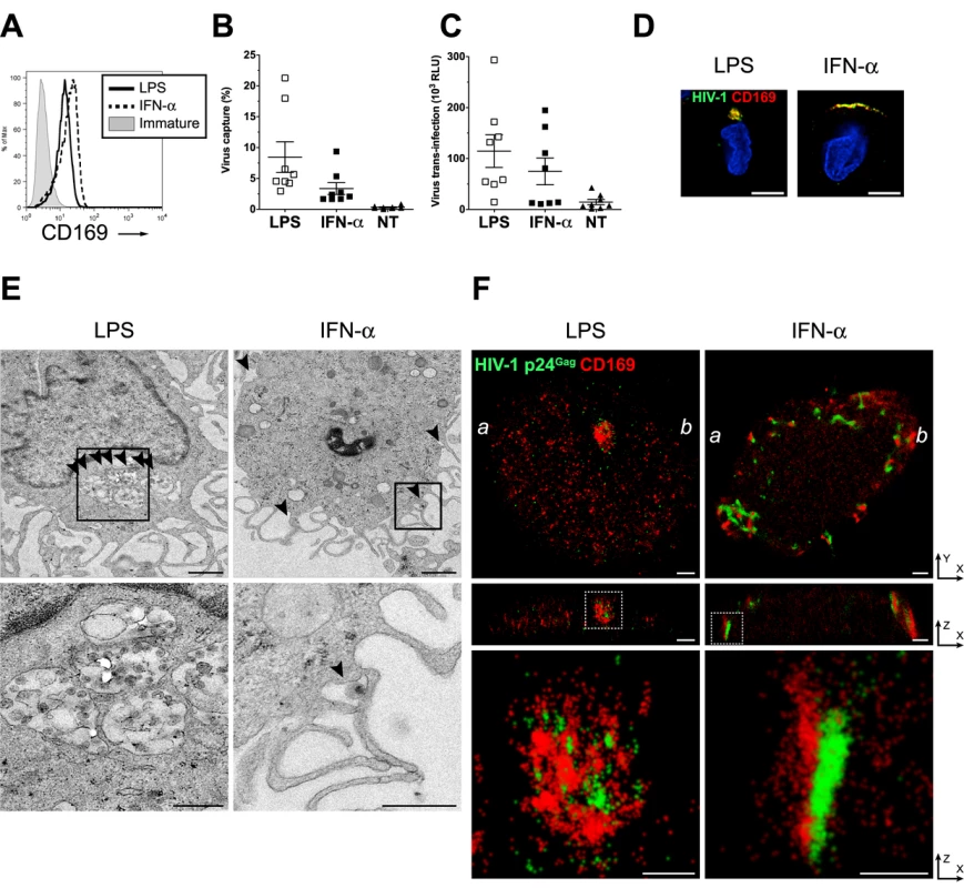 Localization of HIV-1 particles in CD169<sup>+</sup> deep plasma membrane invaginations in LPS-matured DCs.