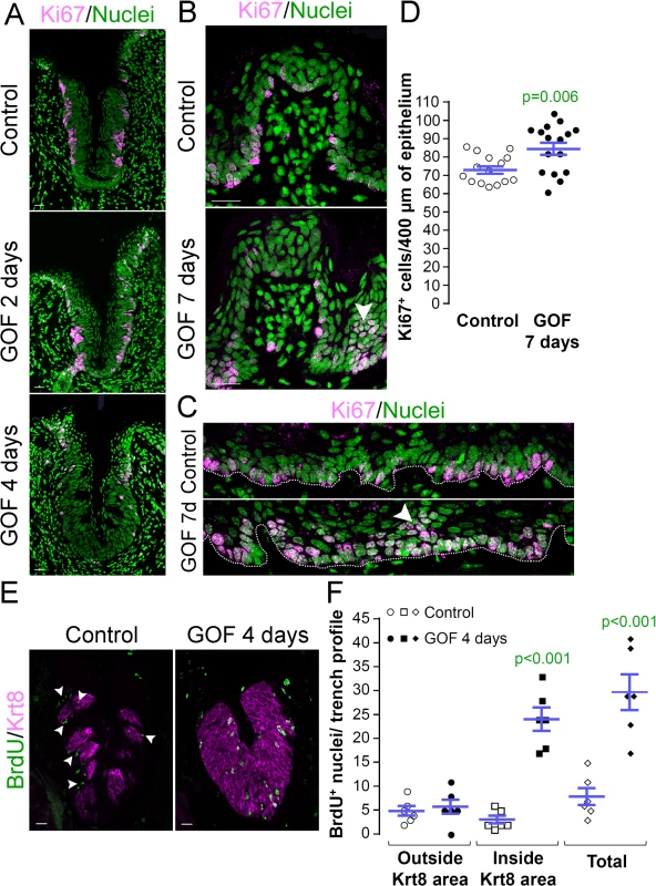 Stabilized β-catenin alters proliferation in anterior and posterior taste fields. A, GOF 2 days.