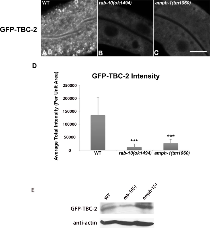 RAB-10 and AMPH-1 contribute to the endosome recruitment of TBC-2.