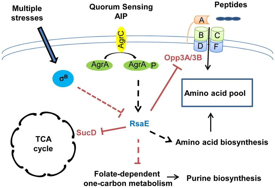 RsaE controls central metabolic pathways.