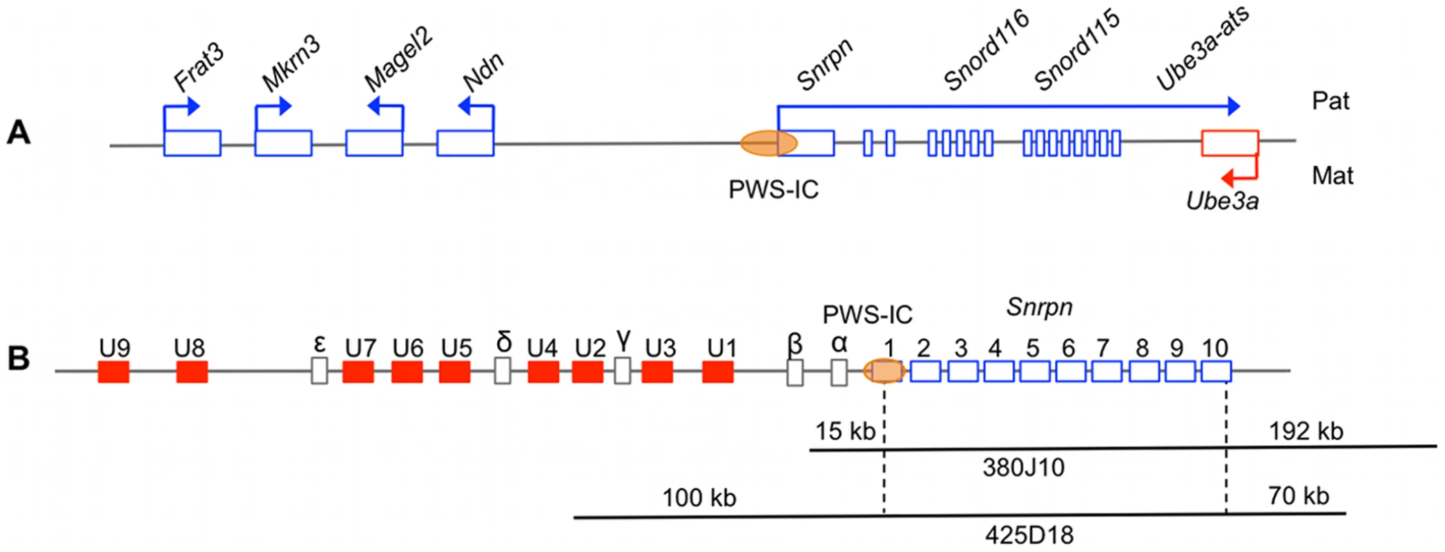 The PWS/AS imprinted domain and corresponding regions covered by the BAC transgenes.
