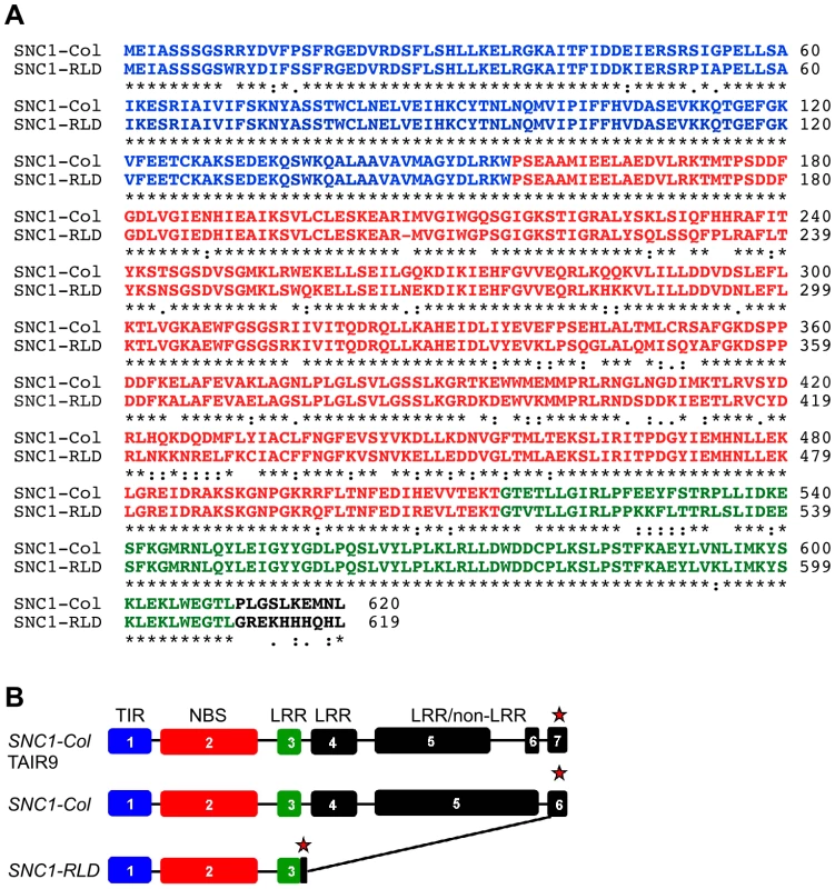 <i>SNC1-RLD</i> encodes a truncated TNL protein.