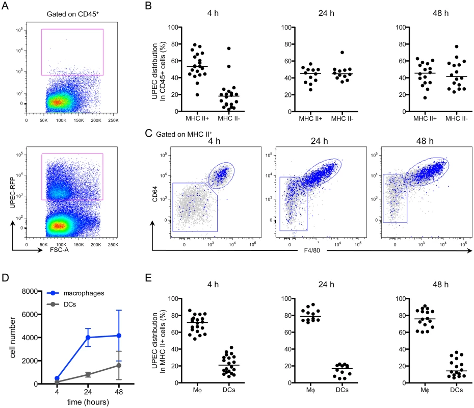 Macrophages preferentially take up UPEC at early times post-infection.