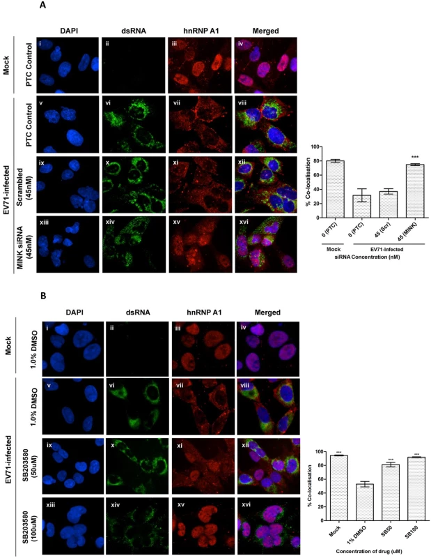 MINK silencing and p38 MAPK inhibition in EV71-infected cells inhibits cytoplasmic localisation of hnRNP A1.