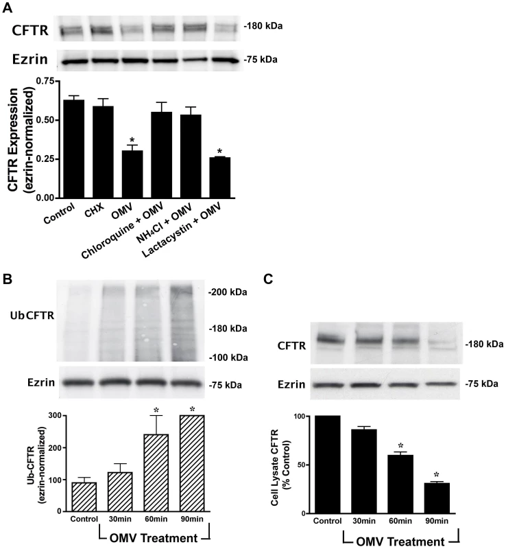 Cif induces the lysosomal-mediated degradation of CFTR in polarized human airway epithelial cells.
