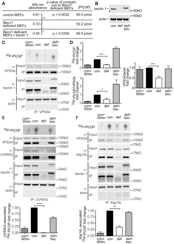 PI(3)P and VPS34 lipid kinase activity is decreased in <i>Becn1</i> deficient MEFs.