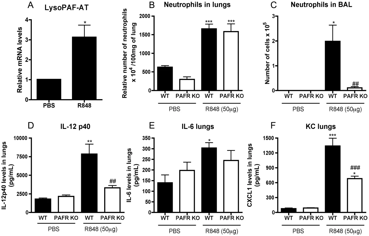 Inflammatory changes induced by R848 are PAFR dependent.