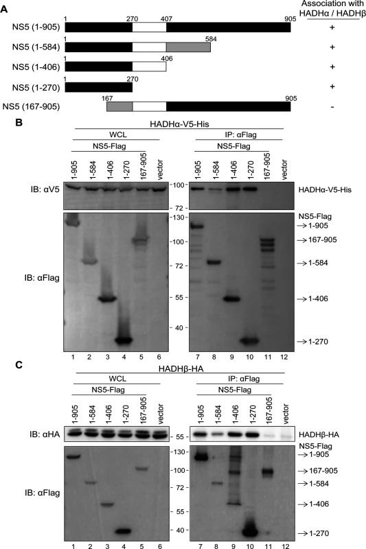 N-terminus of NS5 is essential for its interaction with MTP.
