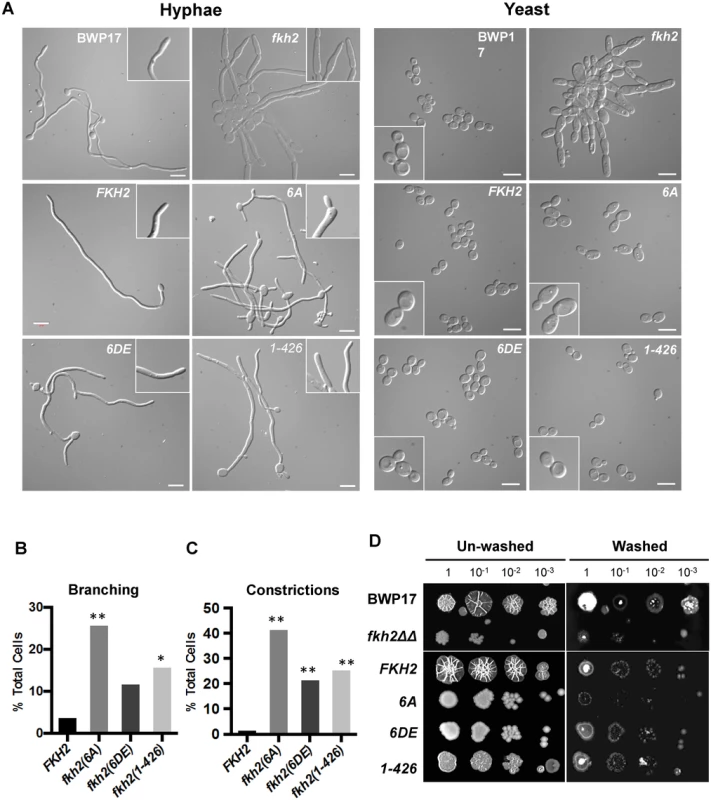 Phosphorylation of Fkh2 affects the long-term maintenance of hyphal growth.