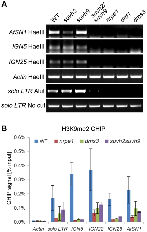 Effect of <i>suvh2</i> and <i>suvh9</i> on DNA methylation and histone H3K9me2 at RdDM targets.