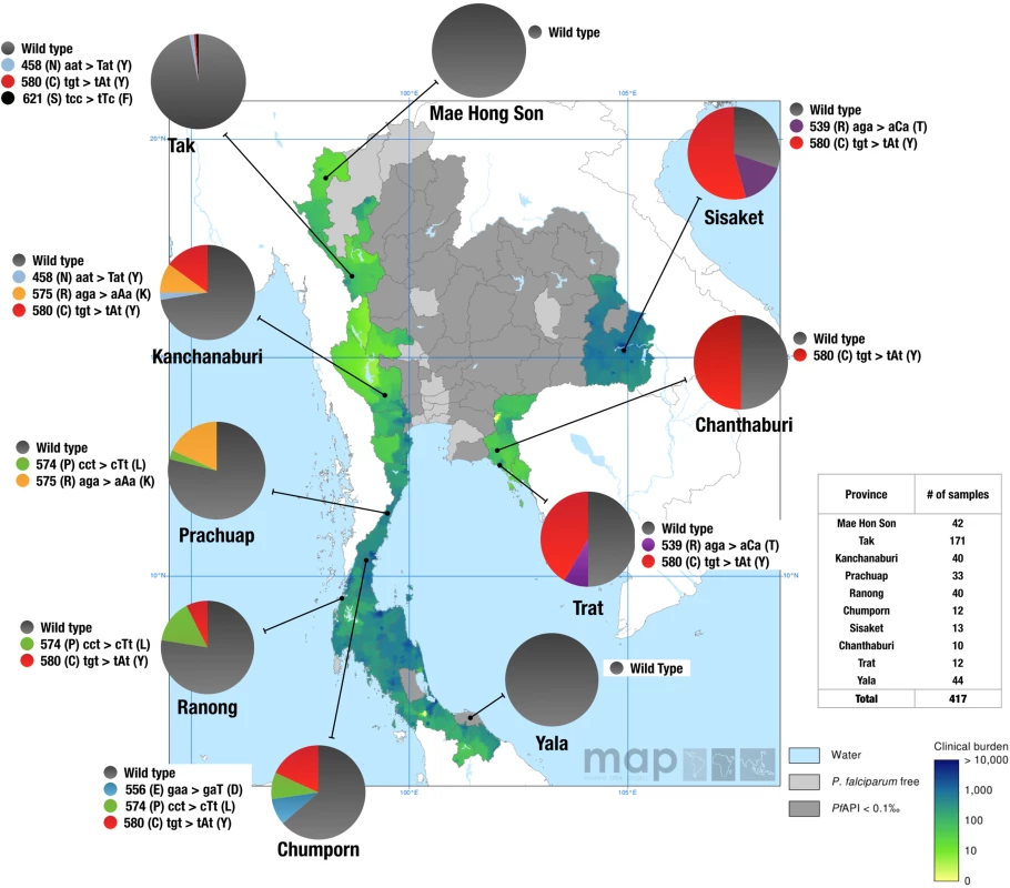 Geographic distribution of the K13 propeller alleles in Thailand in 2007.