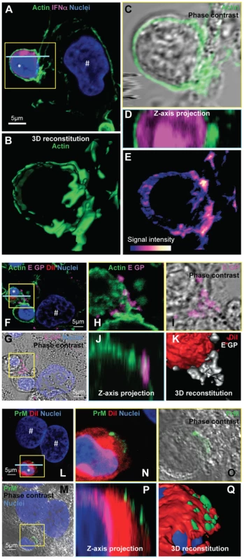 Accumulation of actin network and clustering of DENV surface protein at the cell contacts.
