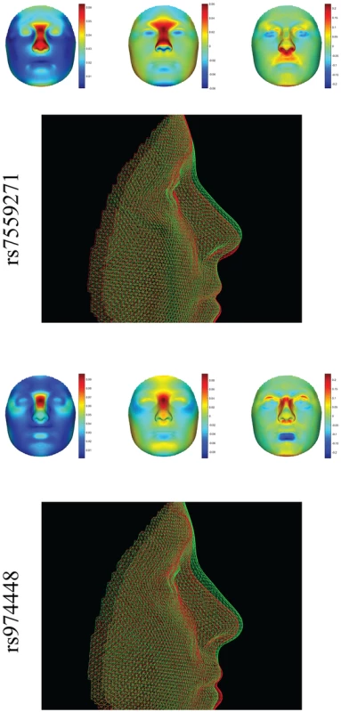 Full facial effects of two different loci in <i>PAX3</i>, rs7559271 (top) [<em class=&quot;ref&quot;>5</em>], and rs974448 (bottom) [<em class=&quot;ref&quot;>4</em>].