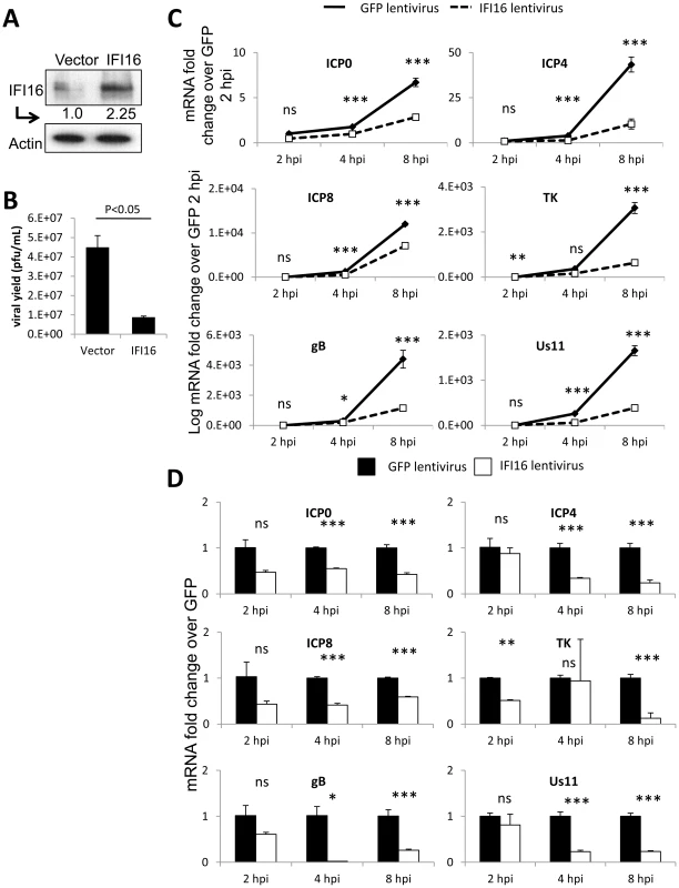 Effect of IFI16 overexpression on HSV-1 gene expression, replication and viral yield in U2OS cells.