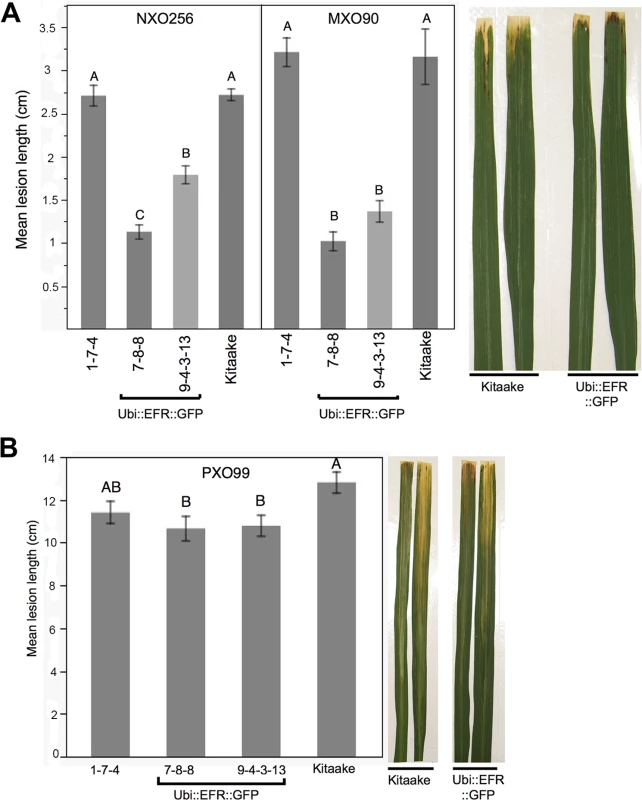 Rice lines expressing the EFR receptor are quantitatively more resistant to weakly virulent <i>Xoo</i> isolates.