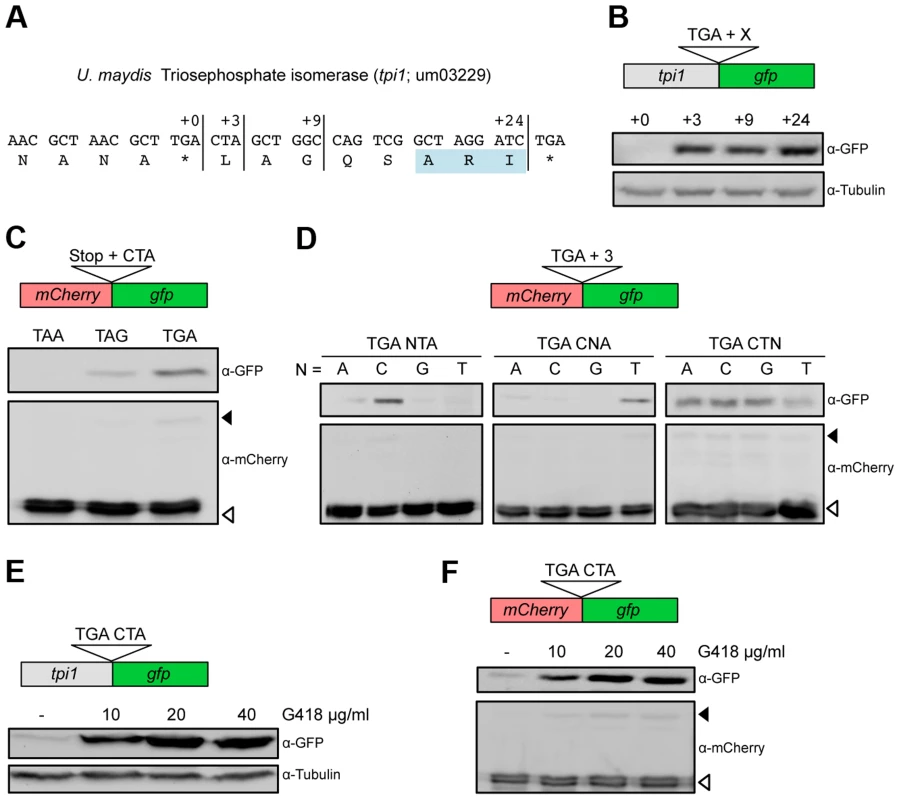 Characterization of sequence requirements for translational readthrough in <i>U. maydis</i>.