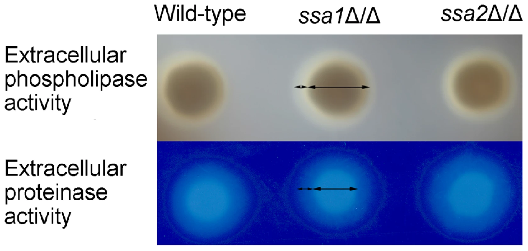 <i>C. albicans</i> extracellular phospholipase and protease activities are independent of Ssa1 and Ssa2.