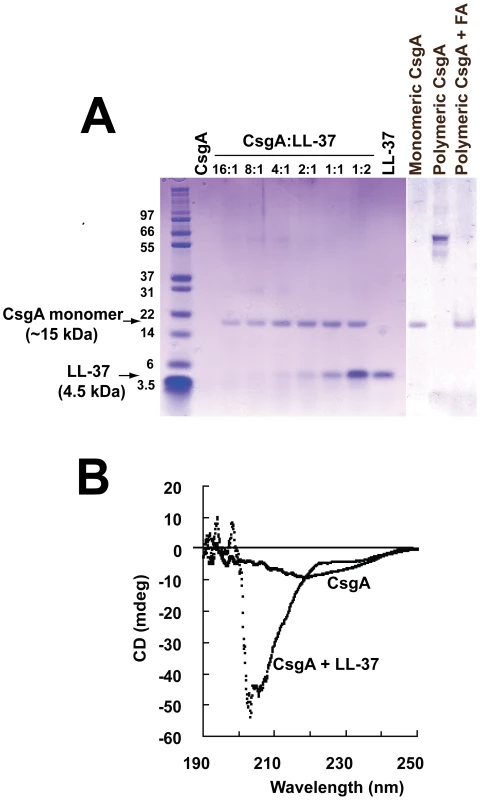 The monomeric form of CsgA remains stable in the presence of LL-37.