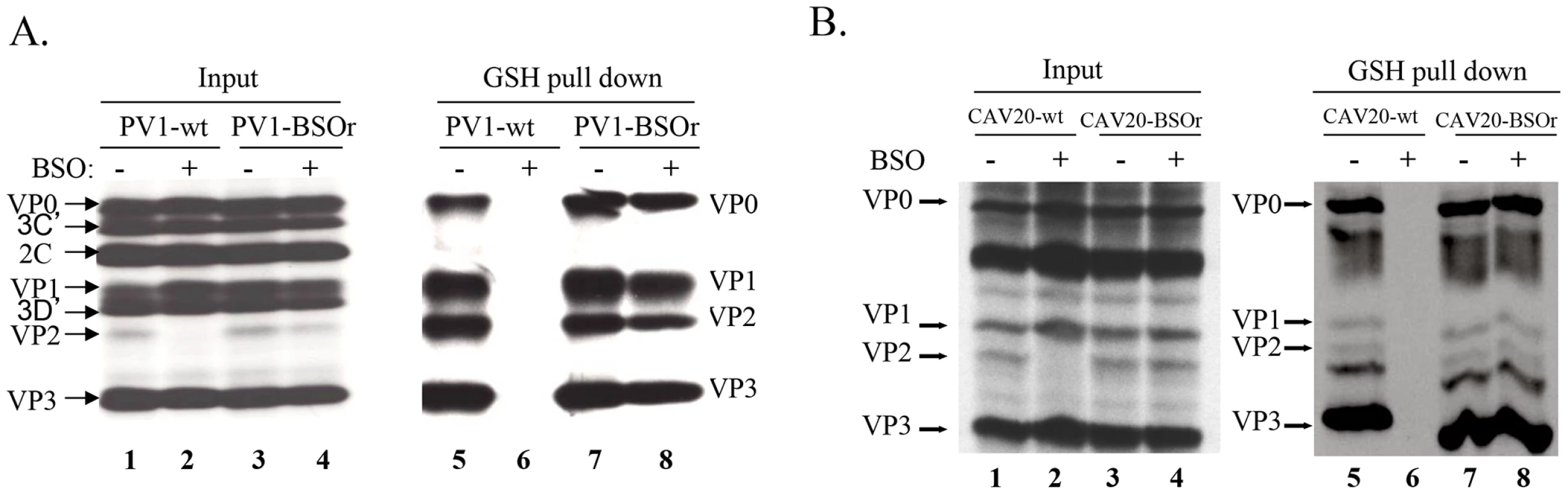 GSH directly interacts with capsid proteins of both PV1 and CAV20.