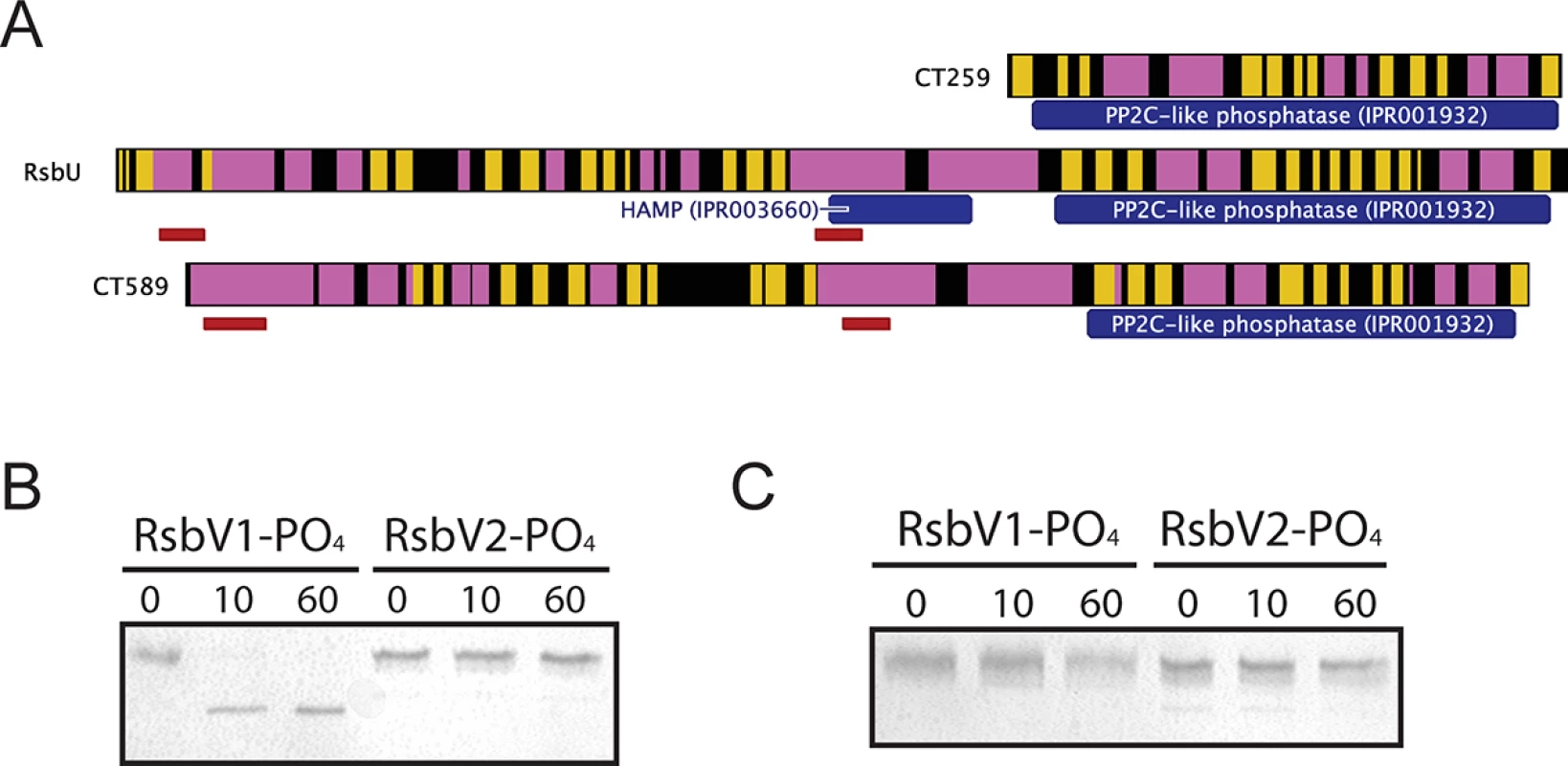Proteins containing putative PP2C-like phosphatase domains in <i>C</i>. <i>trachomatis</i>.