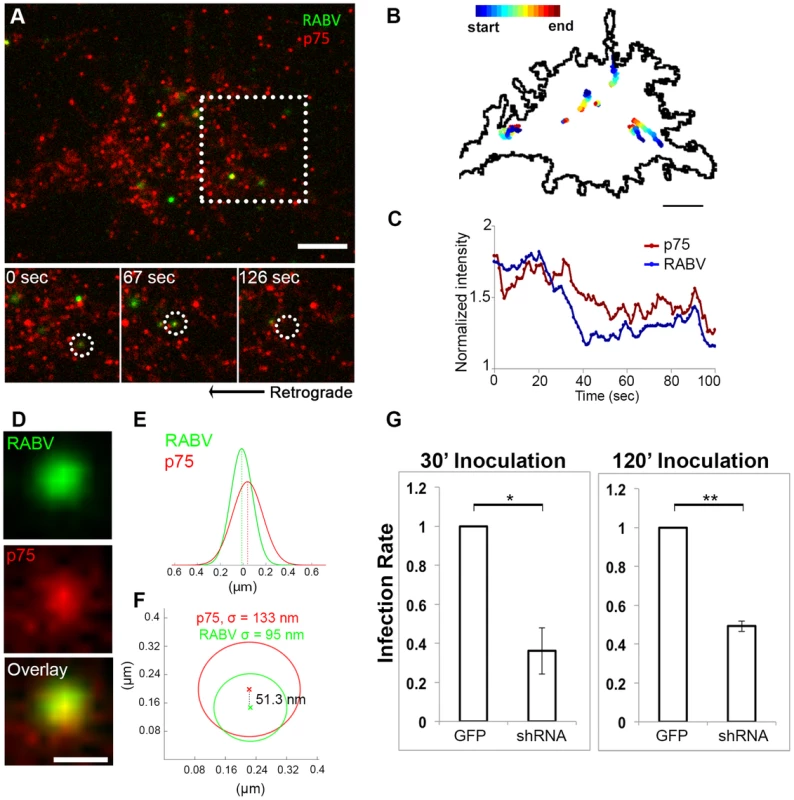 RABV binds and internalizes with p75NTR in DRG neuron tips.