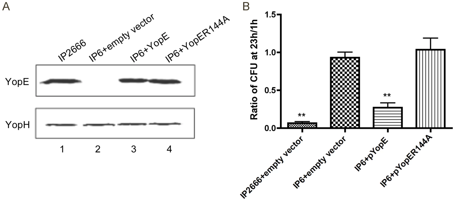 Measurement of YopE production and survival in macrophages by different <i>Y. pseudotuberculosis</i> strains.