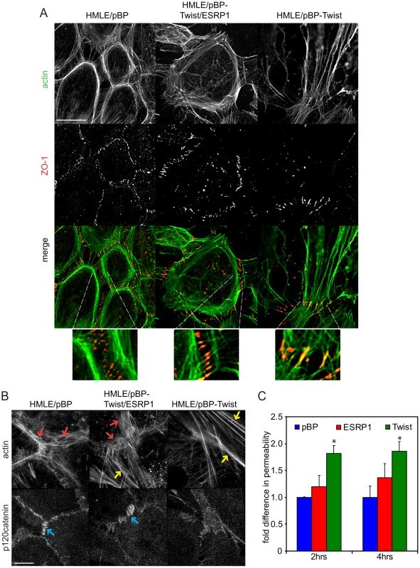 Expression of ESRP1 changes actin organization and localization of junctional markers in mesenchymal cells towards epithelial morphology.