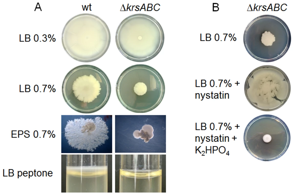 Kurstakin is required for swarming mobility and biofilm formation.
