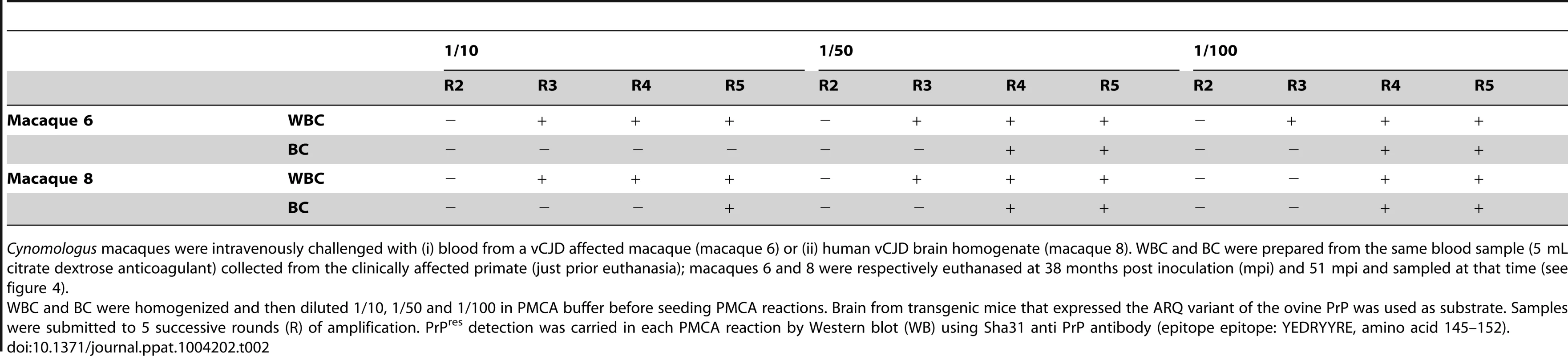 PrP<sup>res</sup> detection results in PMCA reactions seeded with white blood cells (WBC) or buffy coat (BC) from <i>Cynomologus</i> macaques clinically affected with vCJD.