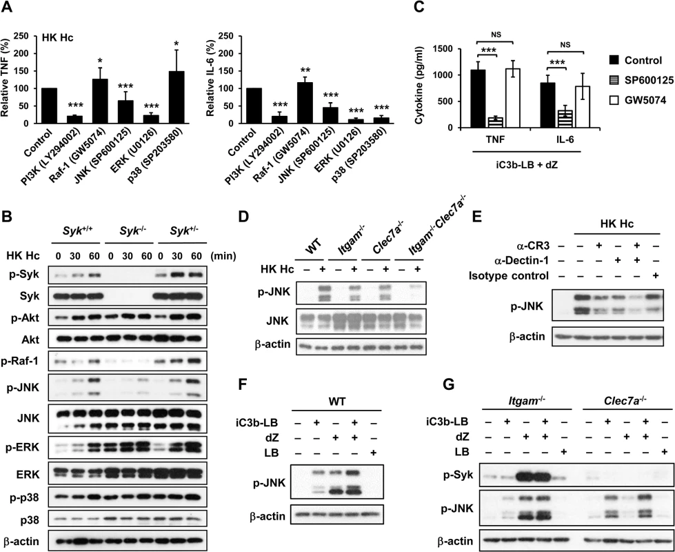 CR3 and Dectin-1 collaborate to enhance JNK activation.
