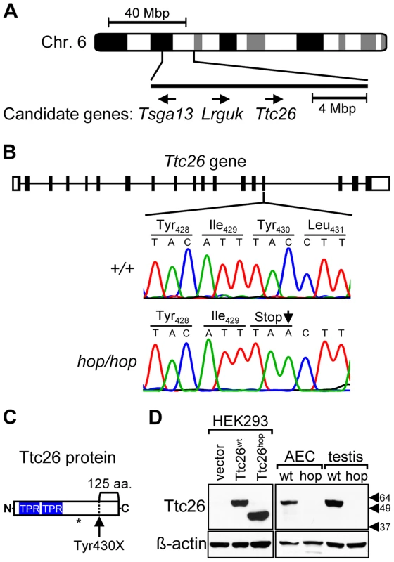 The <i>Ttc26</i> gene of the hop mouse contains a nonsense mutation.