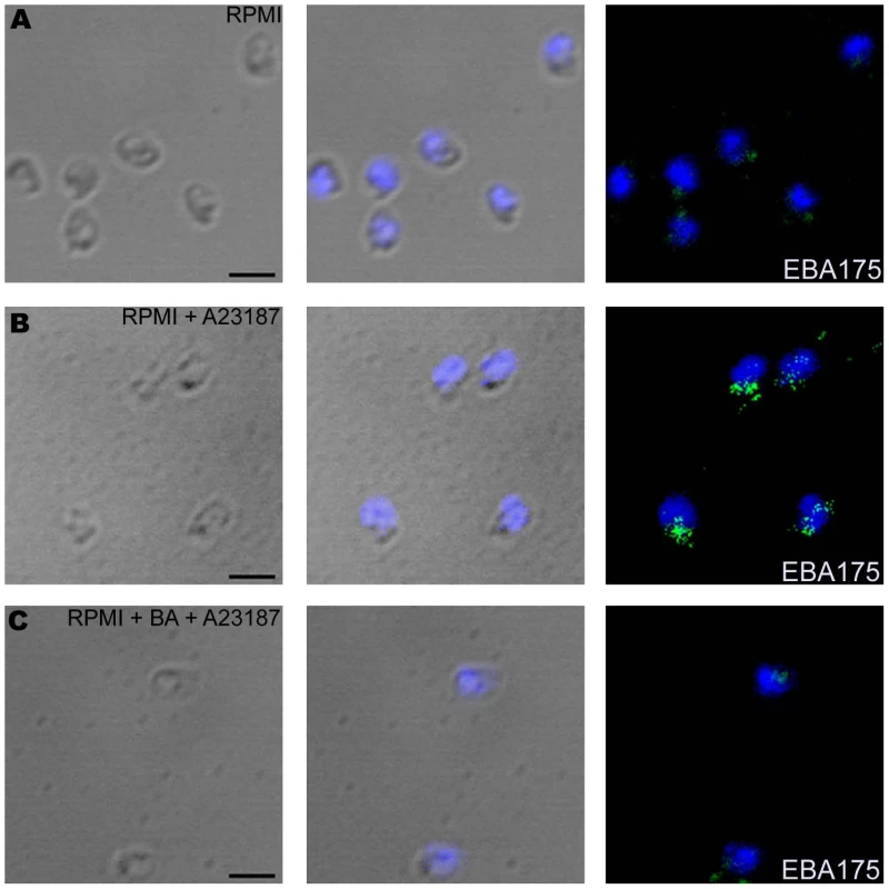 Expression of EBA175 on merozoite surface detected by immunofluorescence assay (IFA) following treatment with calcium ionophore A23187.