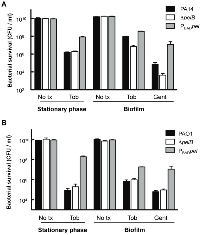 Analysis of Pel-mediated antibiotic resistance to stationary phase planktonic and biofilm grown cells.