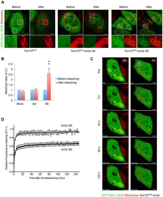 Mitochondrially targeted phospho-mimetic 4× Ub anchors Parkin.