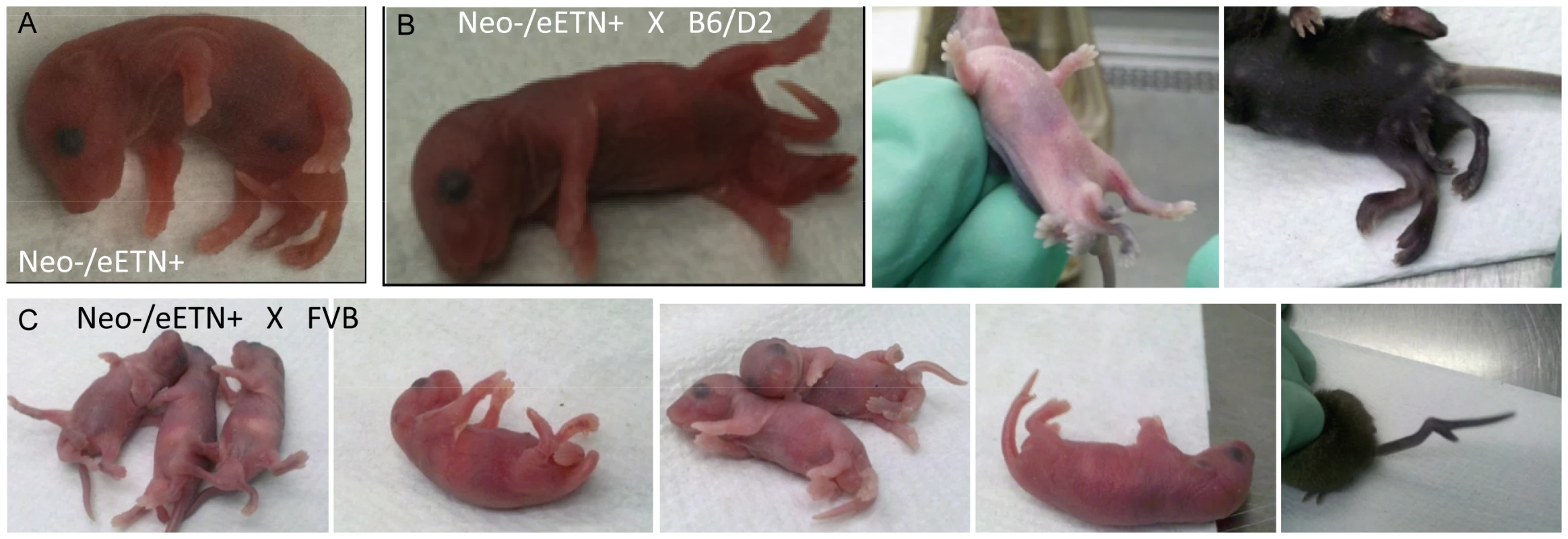 <i>Ppd</i> characteristic caudal mass/ectopic limb phenotypes in engineered offspring.