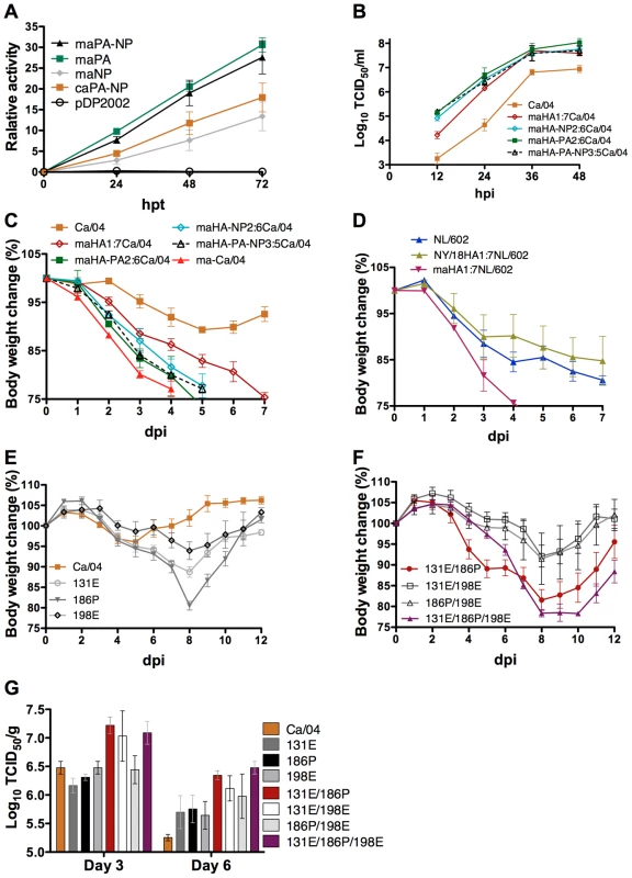 Effects of amino acid mutations for virulence of ma-Ca/04.
