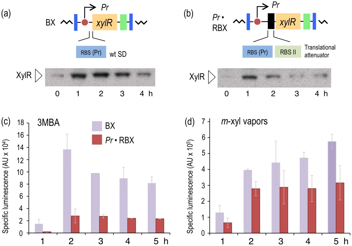 Effect of translational attenuation on performance of the XylR/<i>Pu</i> regulatory node.
