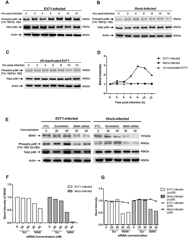 EV71 infection triggers p38 MAPK phosphorylation downstream of MINK.