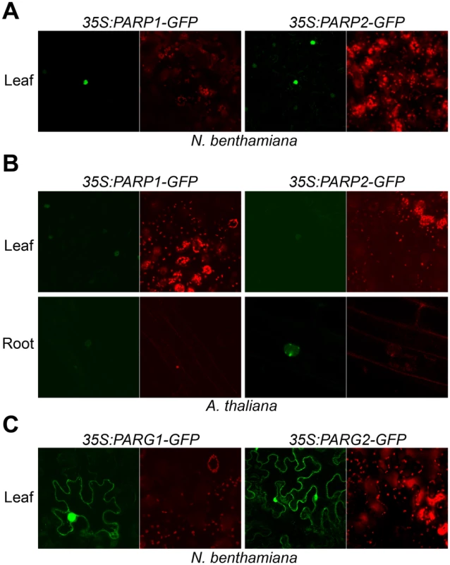 Subcellular localization of Arabidopsis PARP1/2 and PARG1/2.