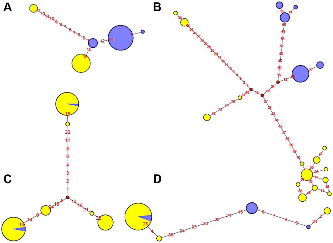 Haplotype network of four human polymorphic inversions from phased HapMap SNP data showing unique or recurrent origins.