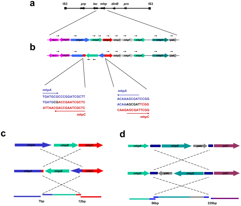 Inversion-associated small deletion and insertion mutations.