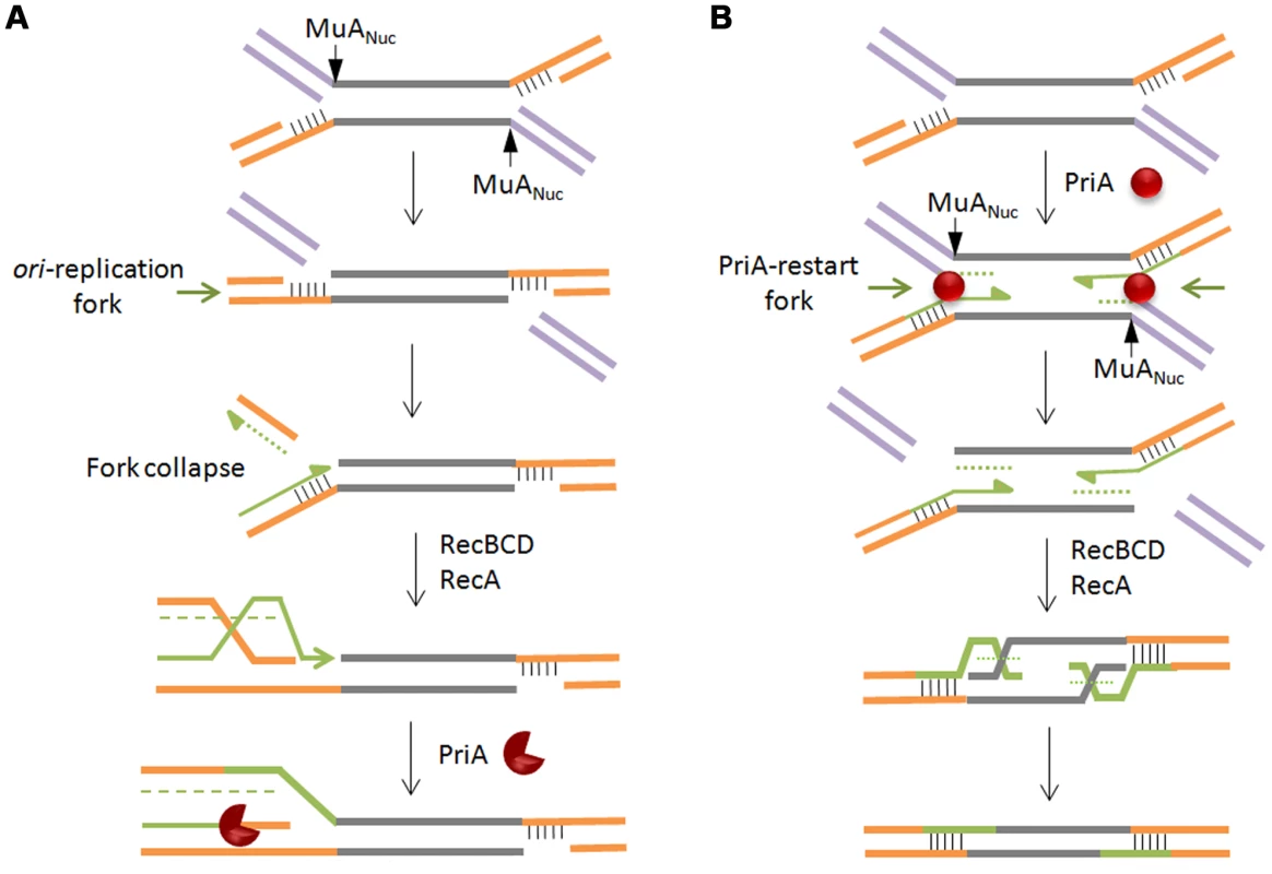 Models for recombinational repair of Mu insertions in the non-replicative pathway.