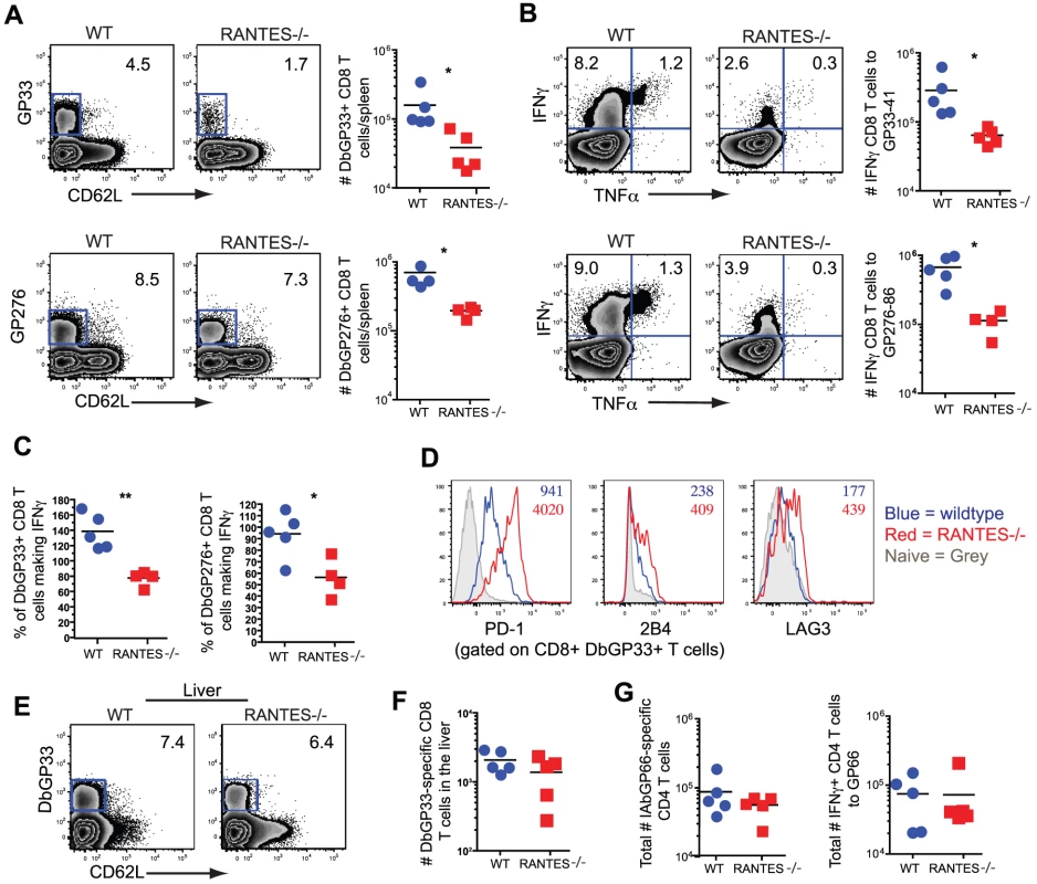 CD8 T cell responses are significantly reduced in RANTES<sup>−/−</sup>mice one month p.i.