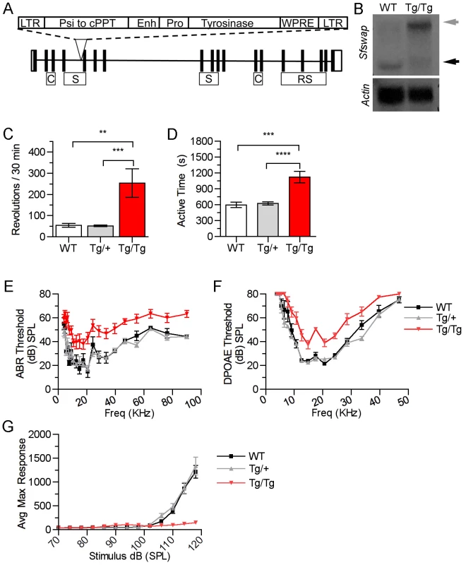 Mutation of <i>Sfswap</i> results in mice with vestibular and cochlear defects.
